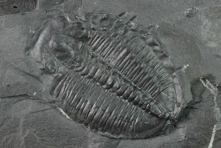 Elrathia Trilobite Molt Fossil - House Range - Utah #139601